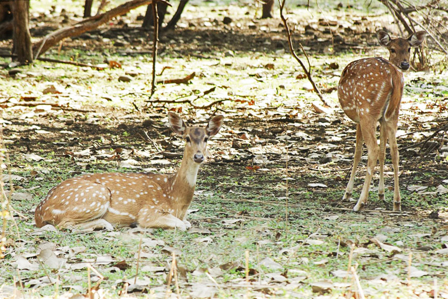 Chambal Bharatpur And Ranthambore Tour